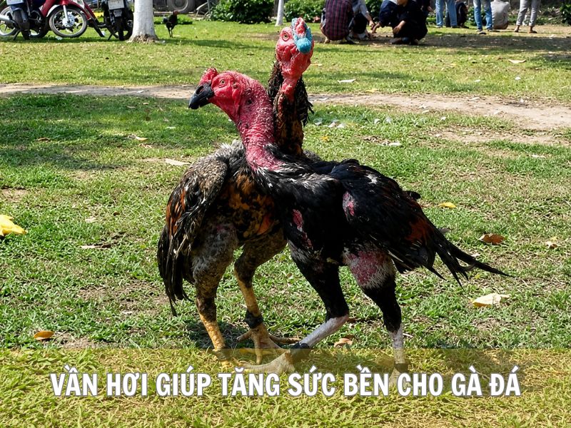Vần Hơi Giúp Tăng Sức Bền Cho Gà Đá