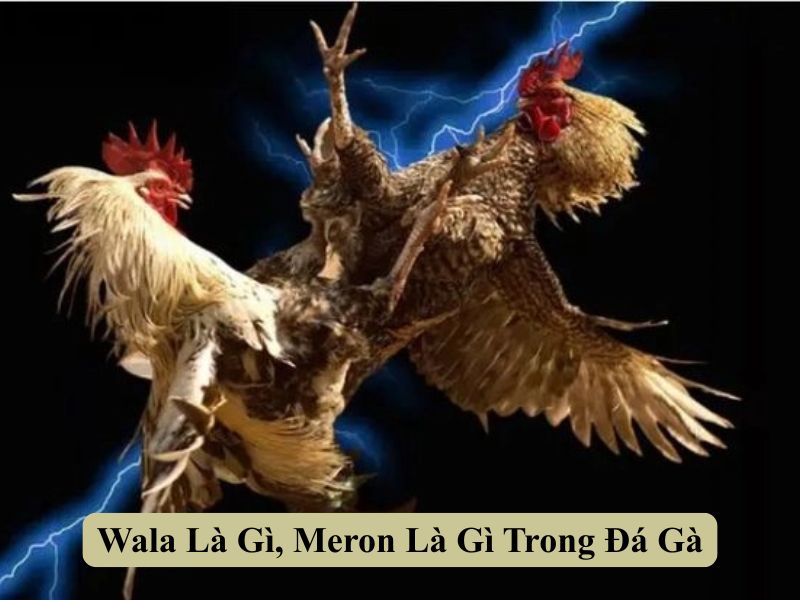 Wala Là Gì, Meron Là Gì Trong Đá Gà