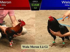 Wala Meron Là Gì?