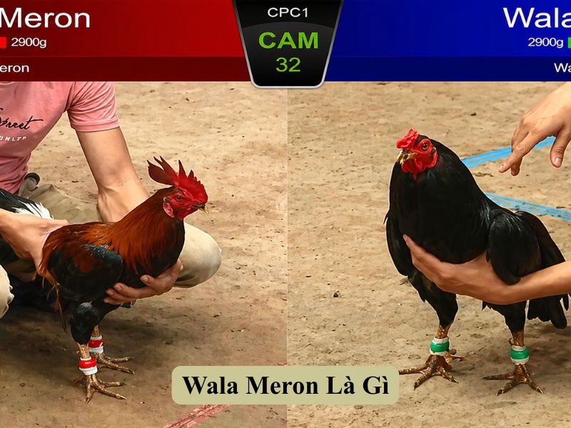 Wala Meron Là Gì?